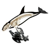シャチ<骨格> 3D立体ペーパーパズル
