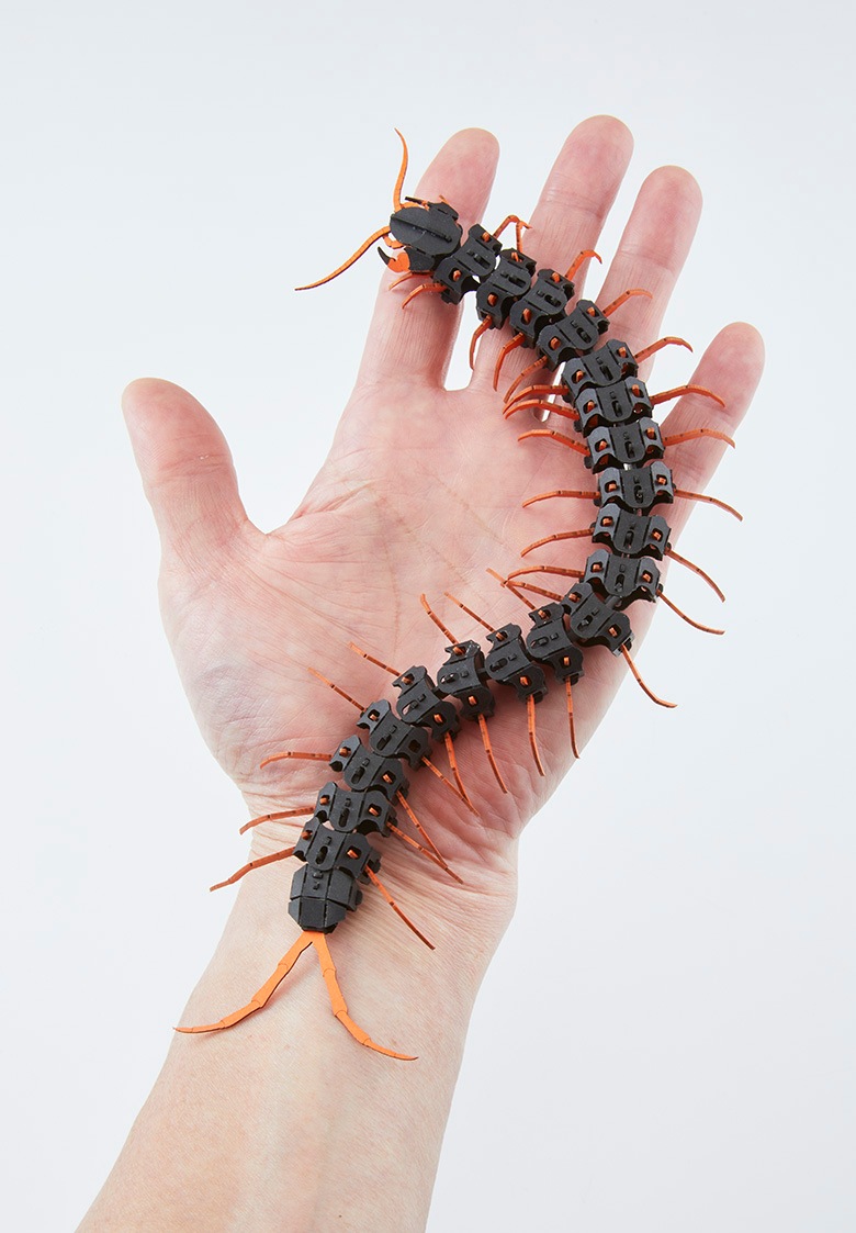 オータニ昆虫館　デカムカデ コレクション放出 オータニ昆虫館 デカムカデ