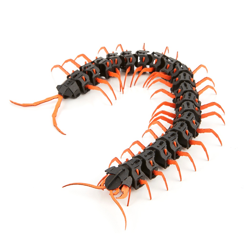 ベトナムオオムカデ(赤) 3D立体ペーパーパズル | 節足動物/Arthropod
