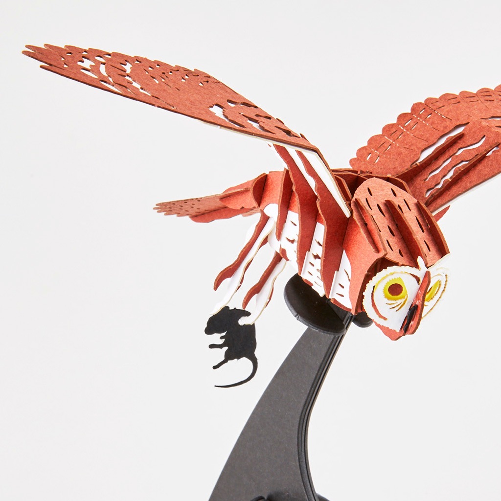 コミミズク Asio flammeus