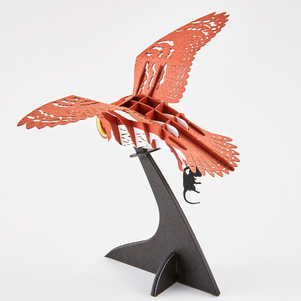 コミミズク Asio flammeus