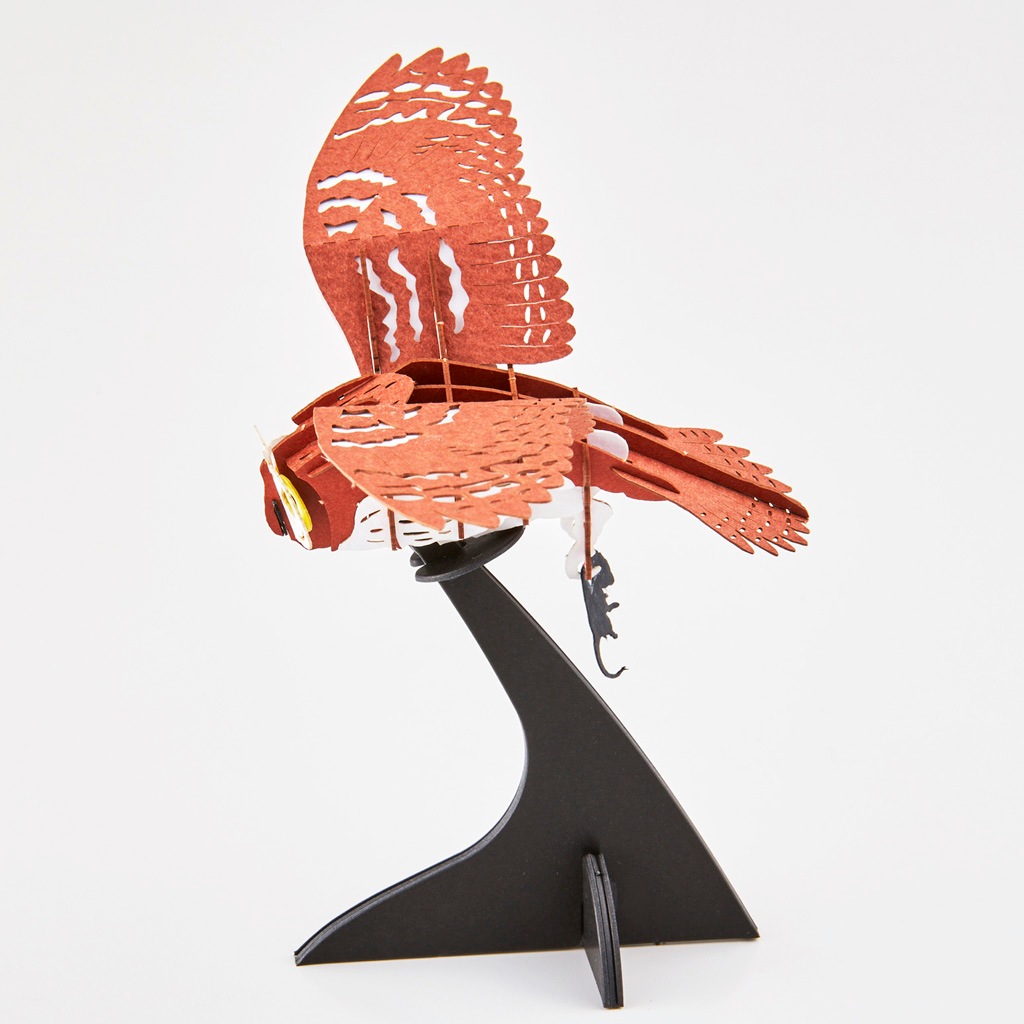 コミミズク Asio flammeus