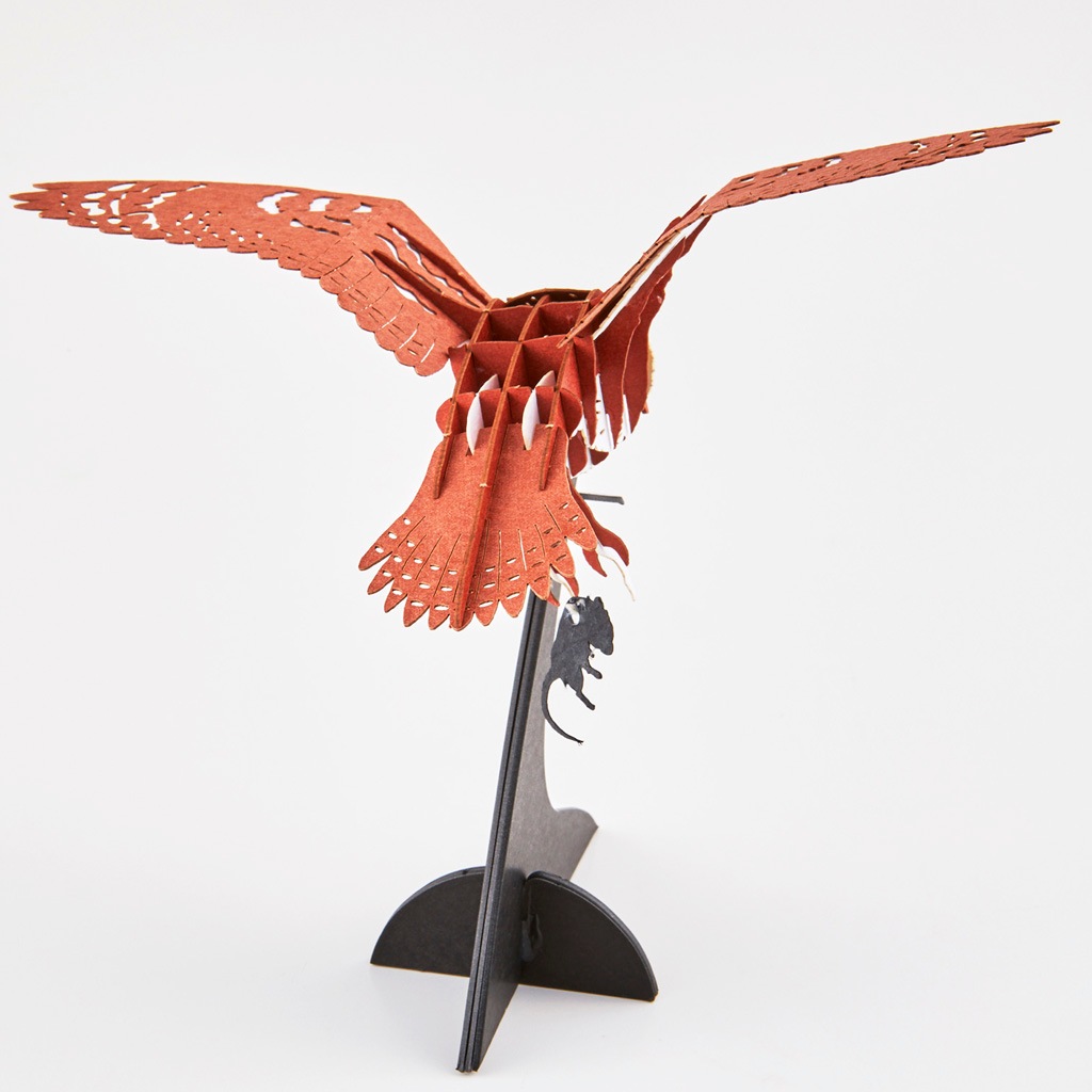 コミミズク Asio flammeus