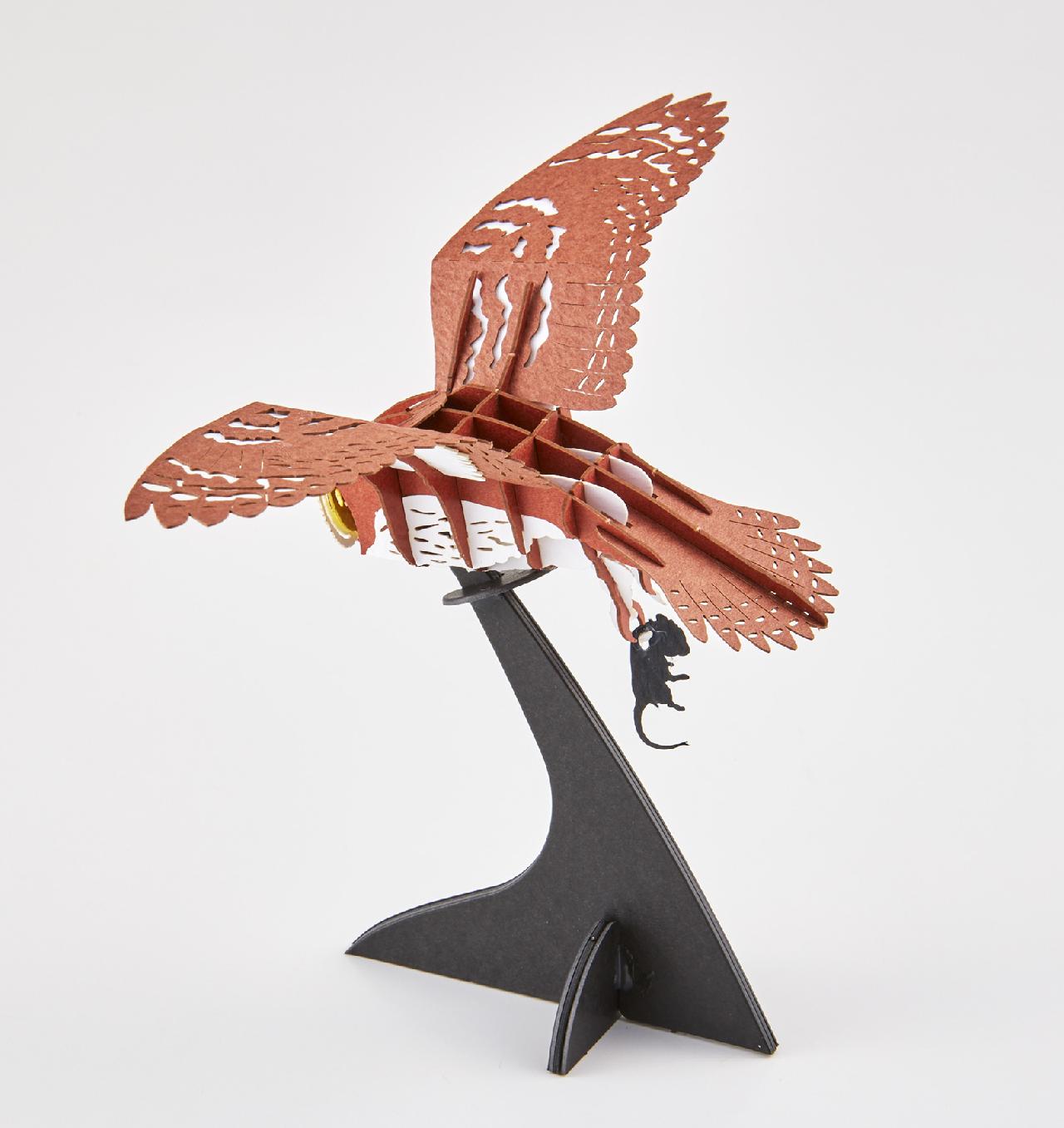 コミミズク Asio flammeus