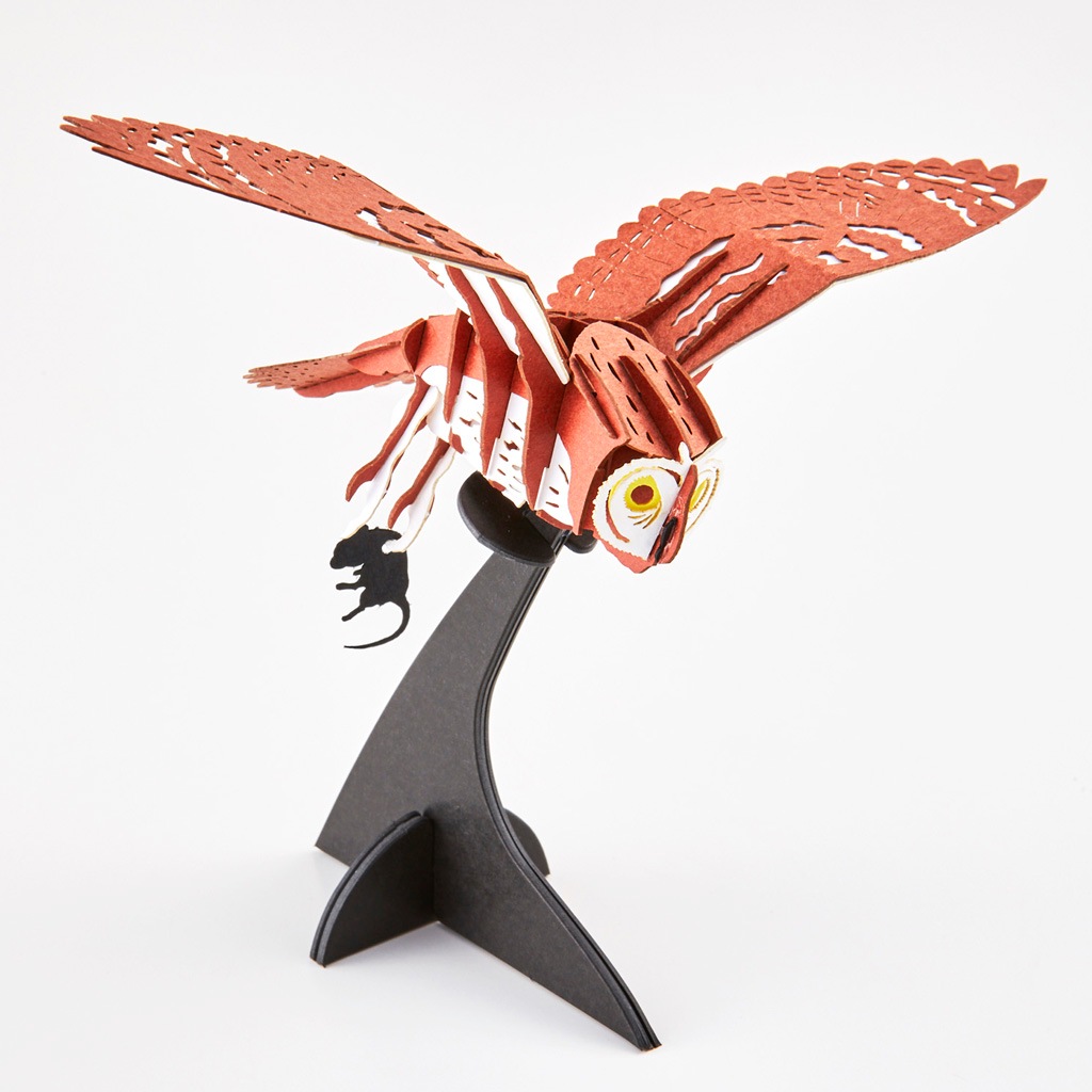 コミミズク Asio flammeus