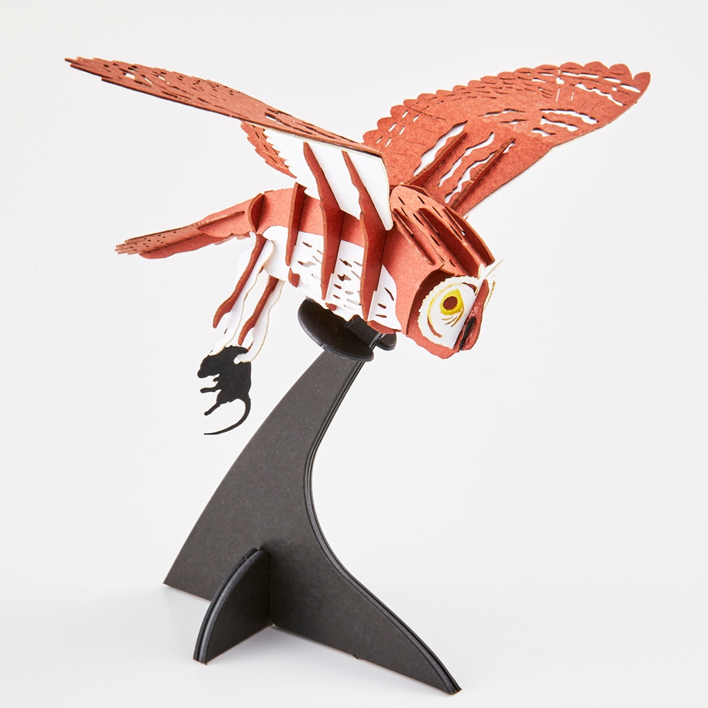 コミミズク Asio flammeus