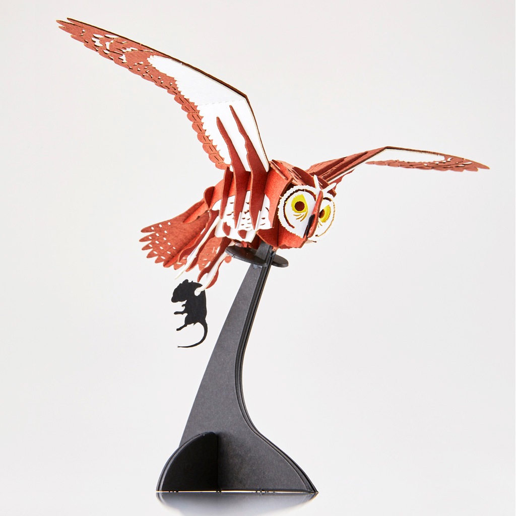 コミミズク Asio flammeus