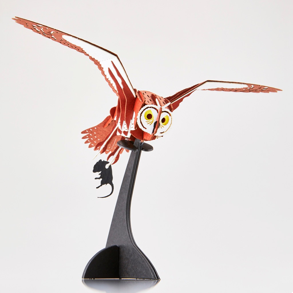 コミミズク Asio flammeus