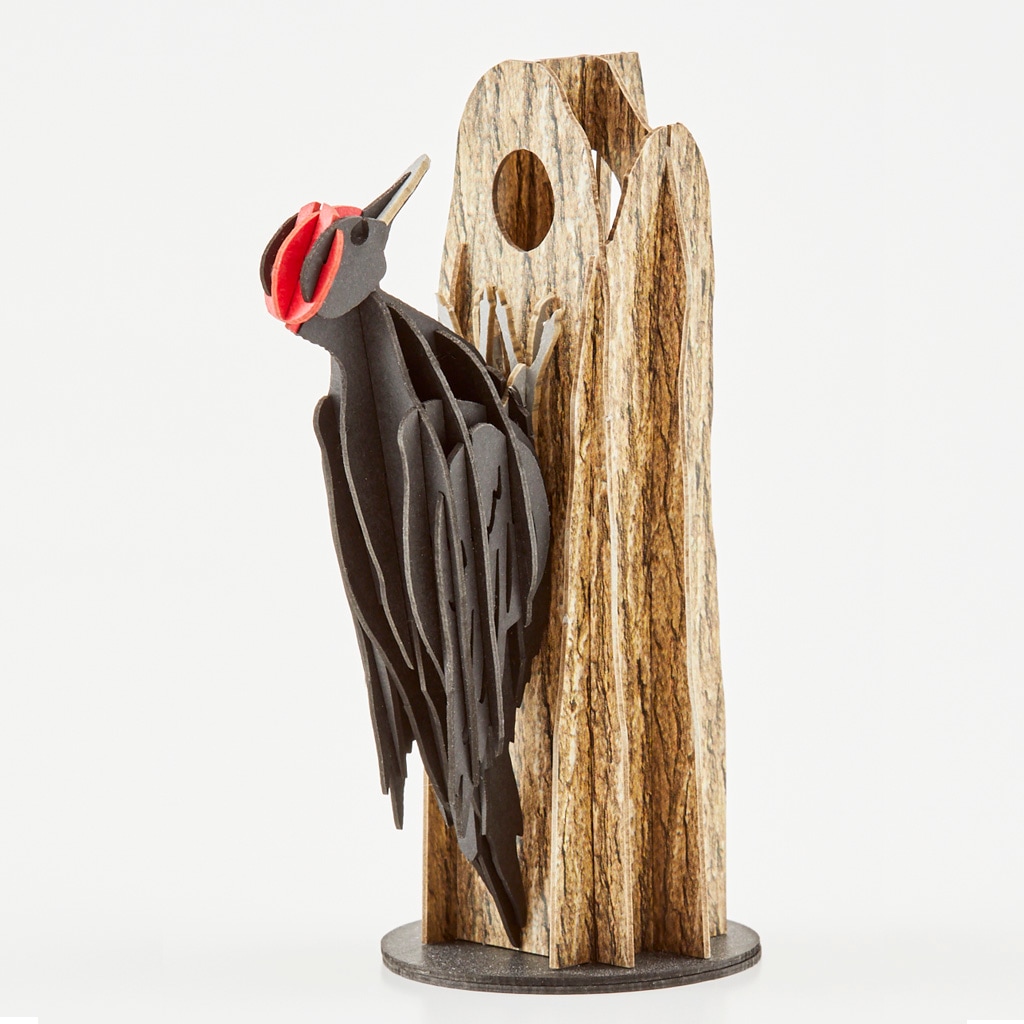 クマゲラ black woodpecker