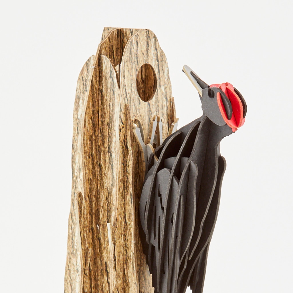 クマゲラ black woodpecker