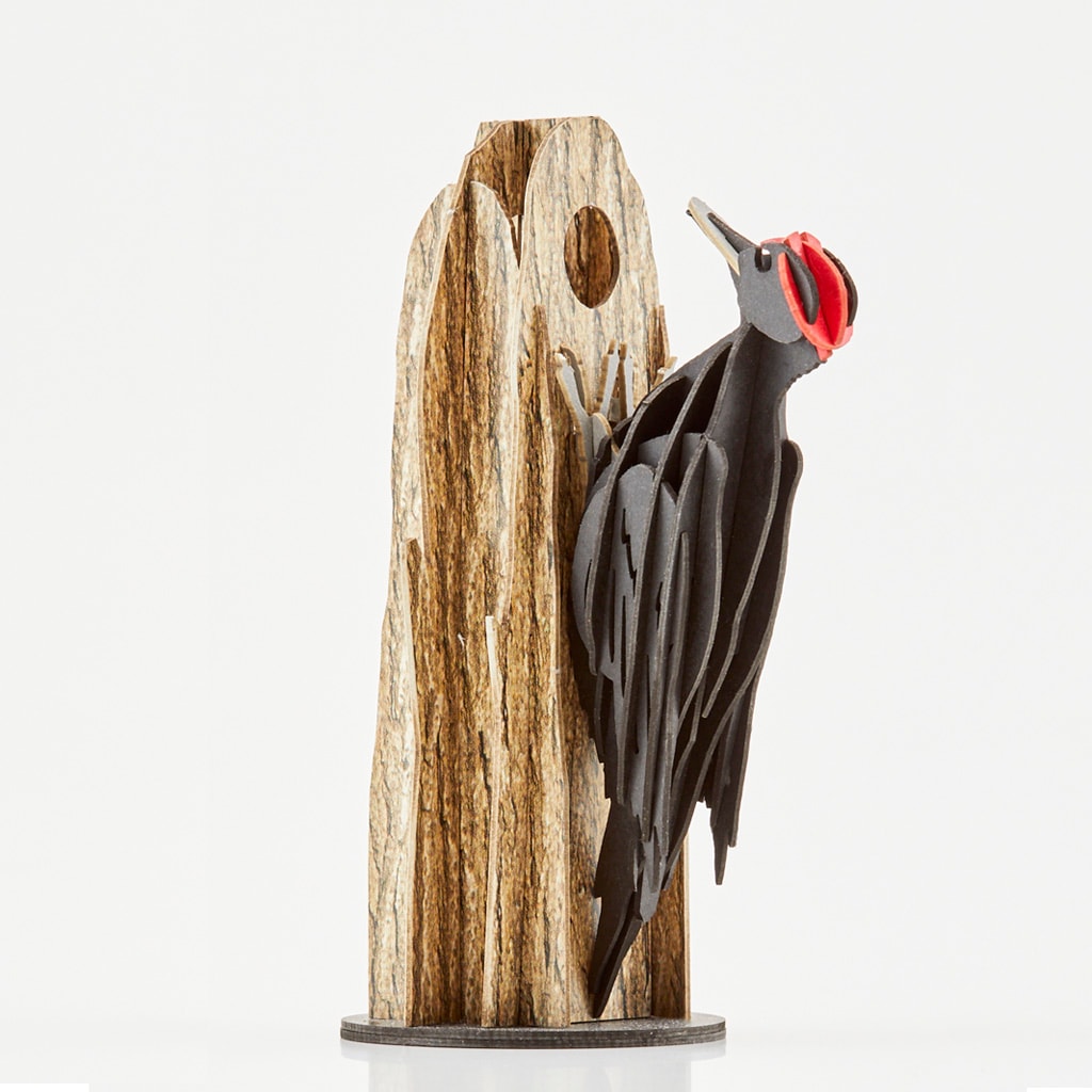 クマゲラ black woodpecker