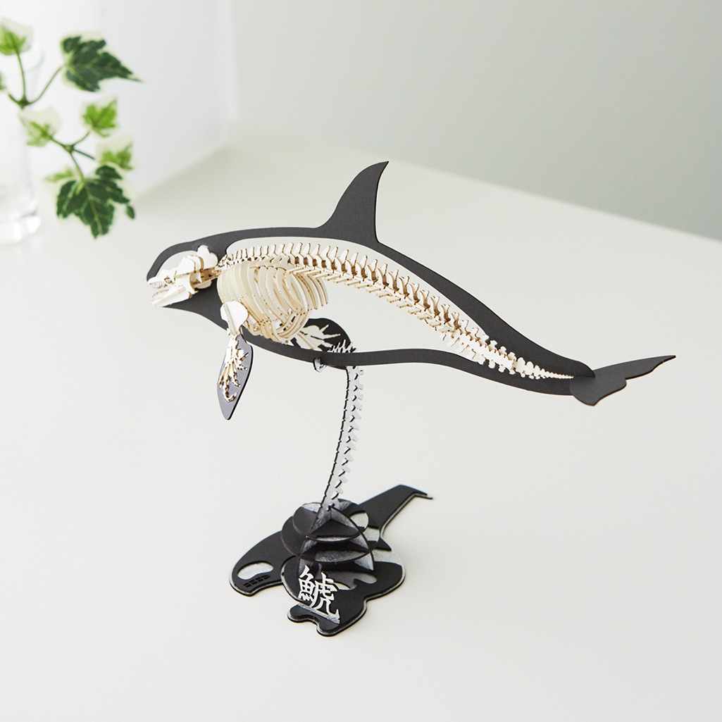 シャチ<骨格> 3D立体ペーパーパズル
