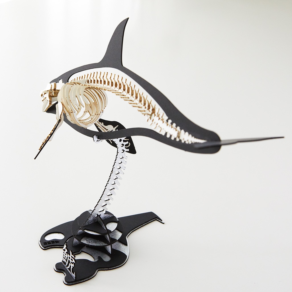 シャチ<骨格> 3D立体ペーパーパズル
