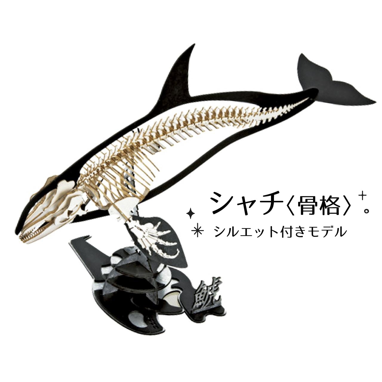 JPBA公式教材 DVD 11枚セット 動物スペシャリスト養成講座 JPBA公式教材 DVD 11枚セット 動物スペシャリスト養成講座