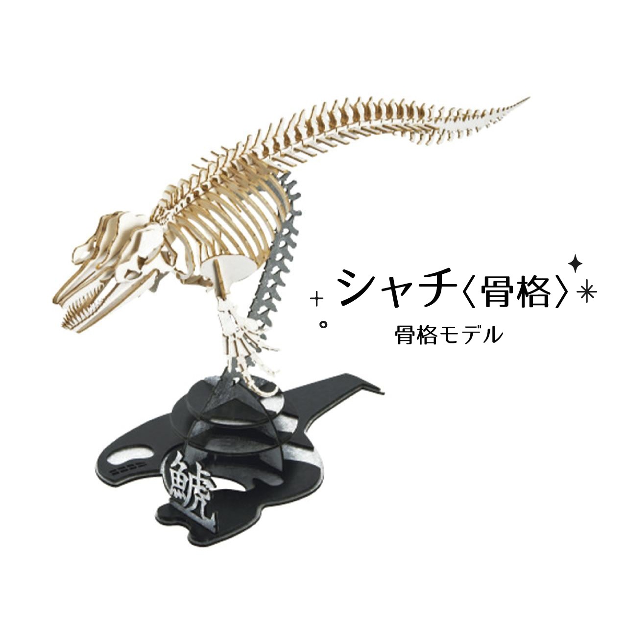 シャチ<骨格> 3D立体ペーパーパズル