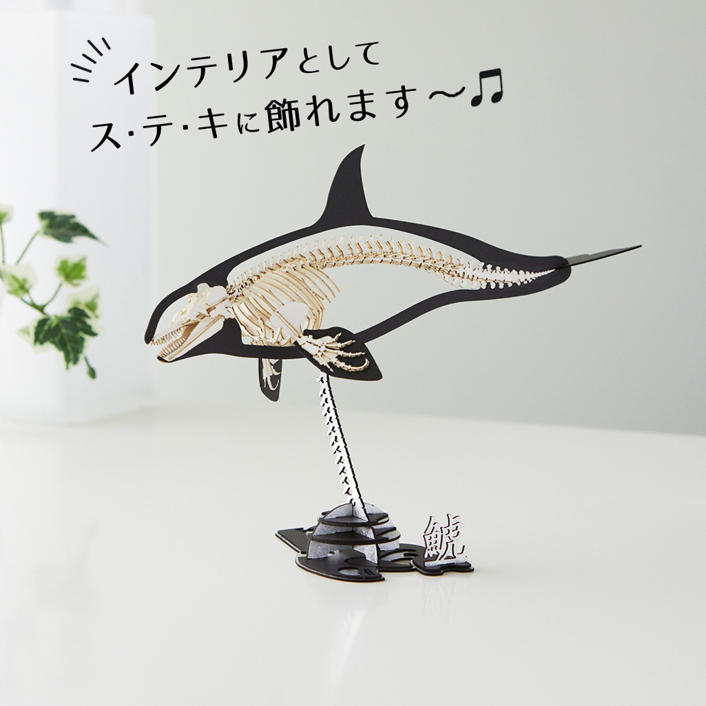 シャチ<骨格> 3D立体ペーパーパズル