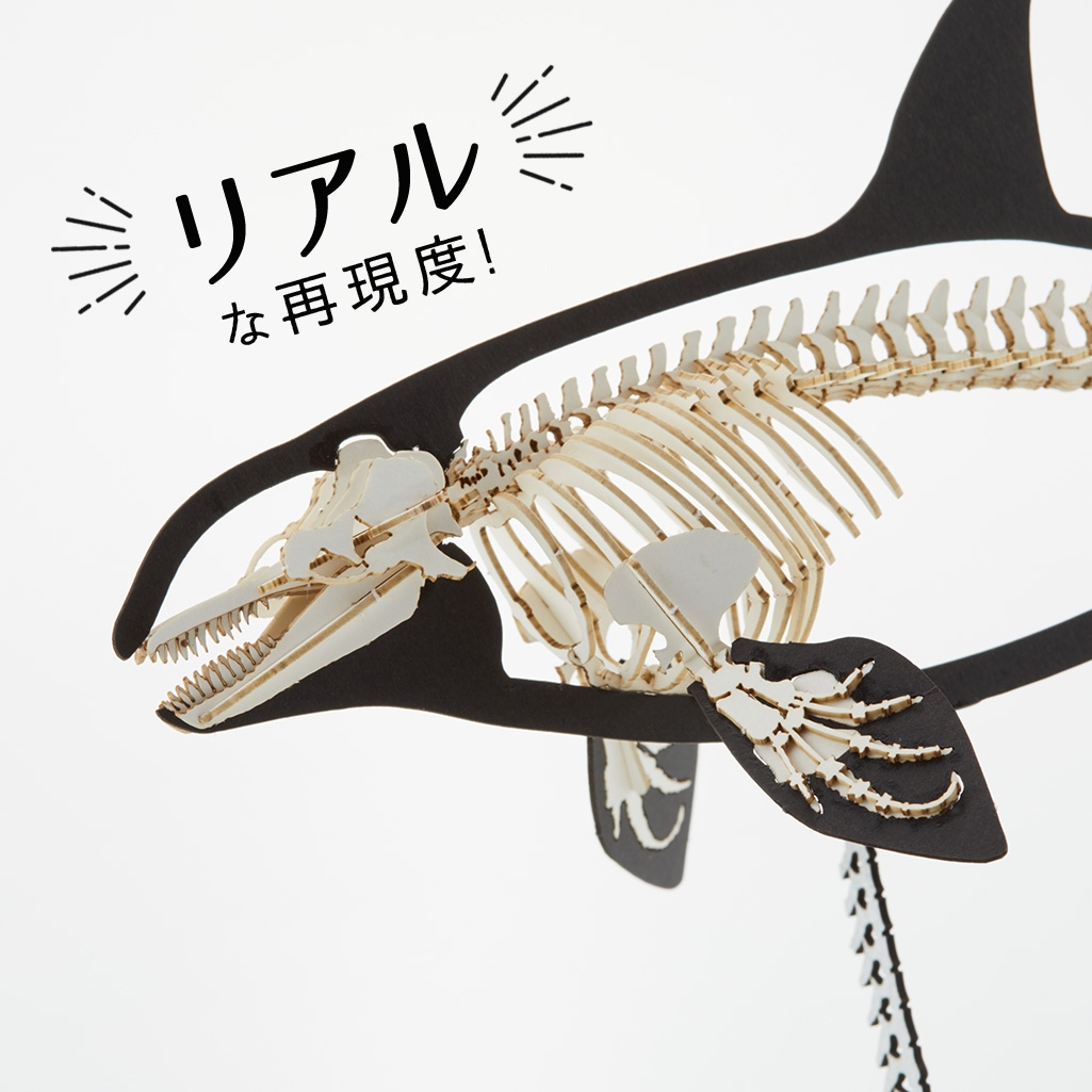シャチ<骨格> 3D立体ペーパーパズル | シャチ/Killer Whale | PazuMe
