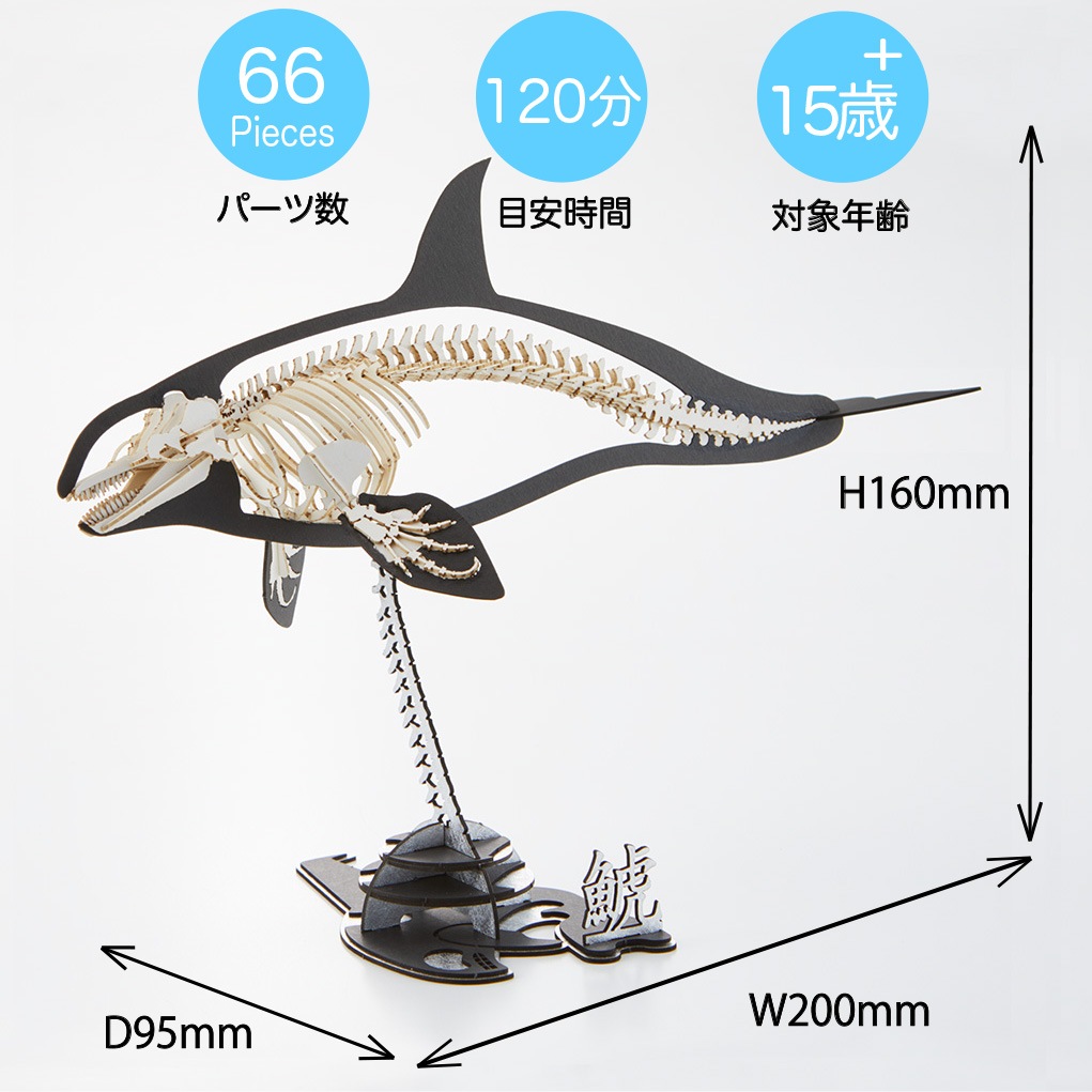 シャチ<骨格> 3D立体ペーパーパズル