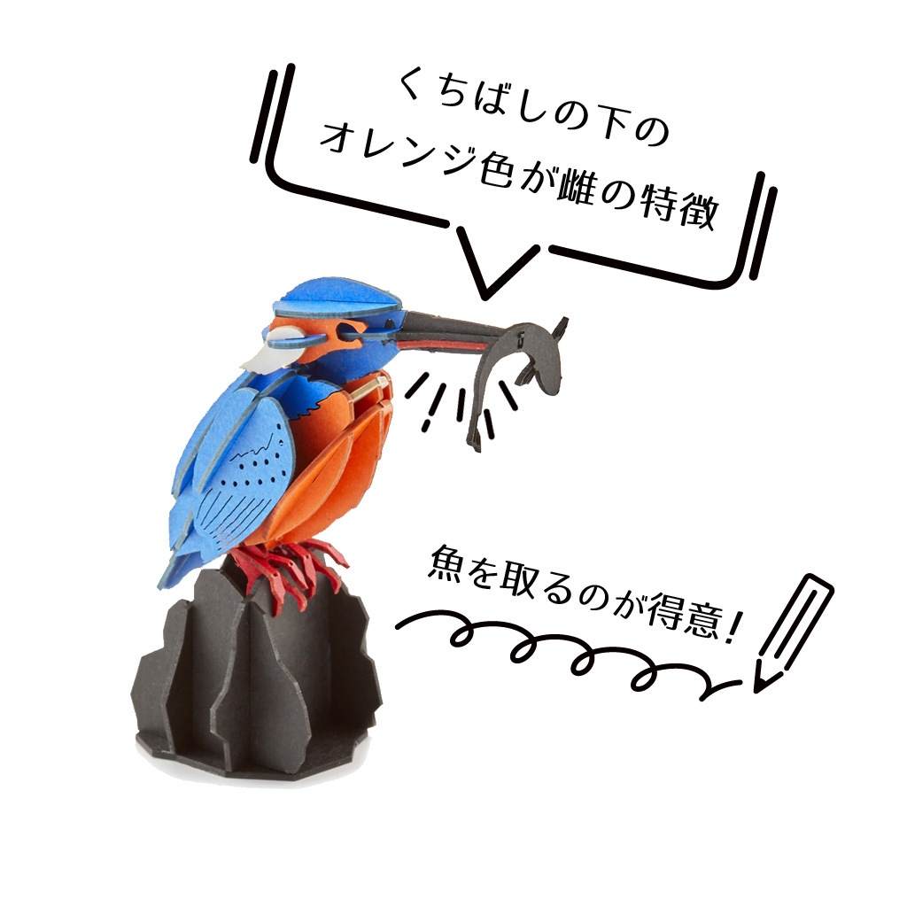 【限定15セット】父の日  ギフト ディスプレイ台付き カワセミ 雌 3D立体ペーパーパズル｜メッセージプレート付き