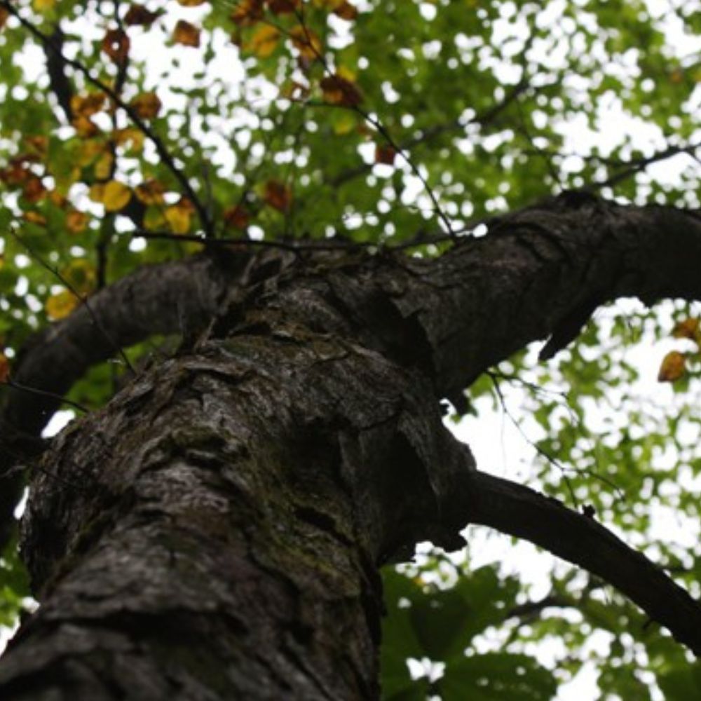 【宮内庁御用達】オノオレカンバ 斧折樺 靴べら スタンドシューズセット ニューヨーク五番街 Kiton 展示 2024年 ロサンゼルスACCAギャラリー 高級ギフト 職人手作り 木製 日本製 プレゼント 天然木 ＃200～＃300