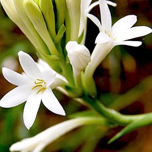 精油]ブレンド精油（#7/サンダルウッド＆チュベローズ）