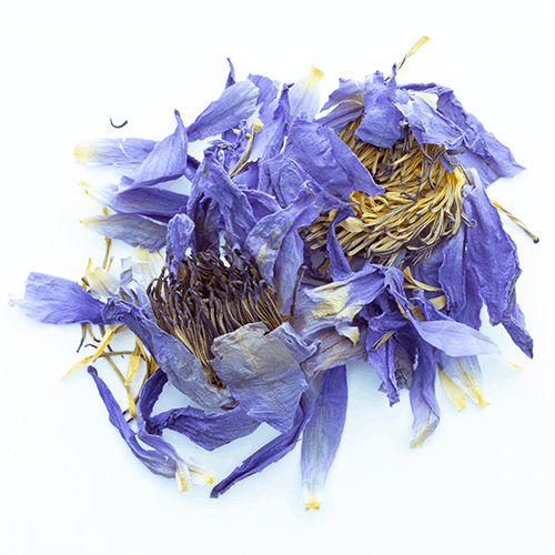 割引 プレミアムハーブ HHBD/H4CBH/ブルーロータス/ダミアナ