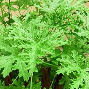 [˧���α��]����˥���ʥ������˥å���