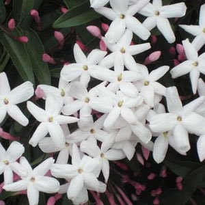 優雅な香り。珍しい水蒸気蒸留法で抽出したジャスミン精油 ピーチピッグ