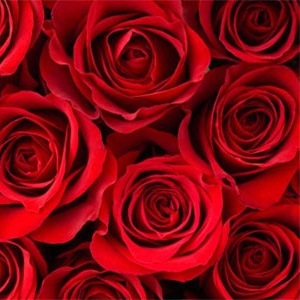 [˧���α��]���������åȡ��ʥ������˥å���