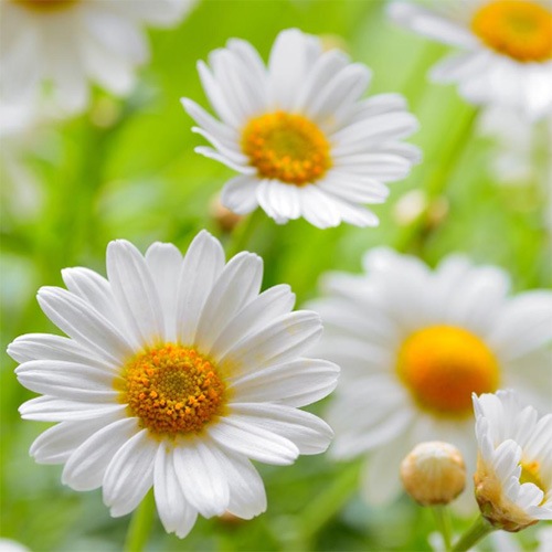 [�ե쥰��󥹥�����]����ߡ���