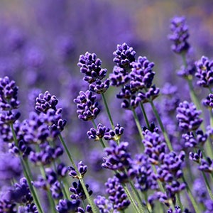 [����]��٥�������������˥å�