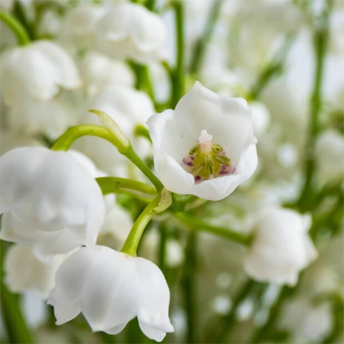 [�ե쥰��󥹥�����]�������