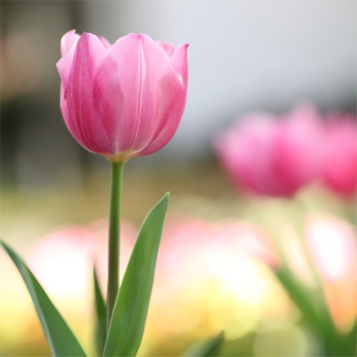 [�ե쥰��󥹥�����]���塼��å�