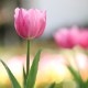 [�ե쥰��󥹥�����]���塼��å�