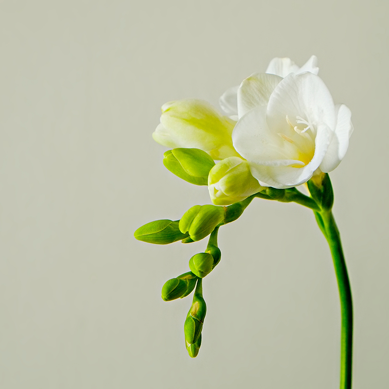 [�ե쥰��󥹥�����]�ե꡼����