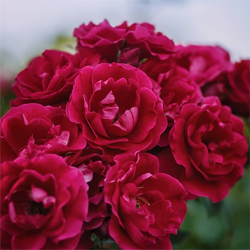 [�ե쥰��󥹥�����]������