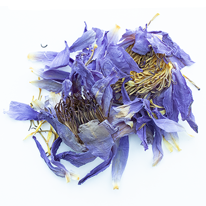 プレミアムハーブ HHBD/H4CBH/ブルーロータス/ダミアナ/ワイルドダッガ ワイルドダッガ | STORES プレミアムハーブ HHBD/H4CBH/ブルーロータス