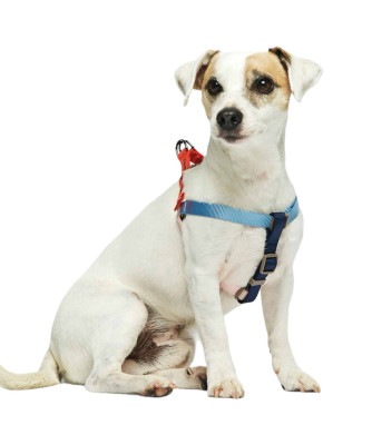 SONIA HARNESS - SKYBLUE/PINK