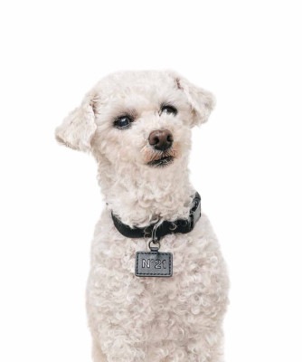 【N21】 COLLAR+LEASH - BLACK