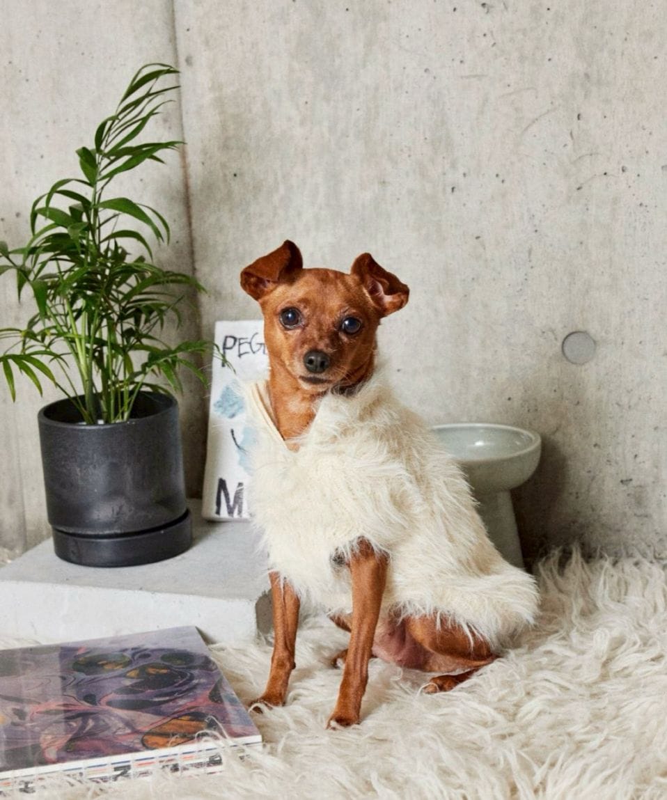 ニットの一覧ページ | おしゃれなドッグウェアの通販ならPEGION