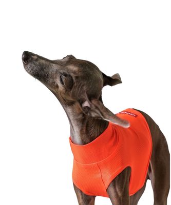 LAYER-FREEZING CUT - ORANGE|vemvem|BRAND