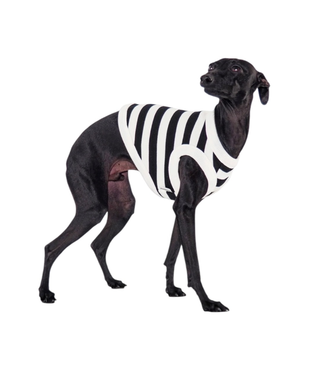 おしゃれなドッグウェア(犬服)ブランド・犬用品グッズの公式通販ならPEGION