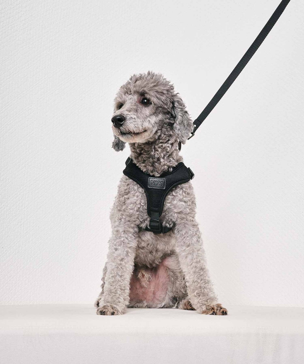 【N21】 HARNESS+LEASH - BLACK
