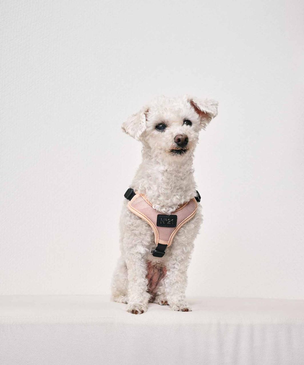 【N21】 HARNESS+LEASH - BEIGE