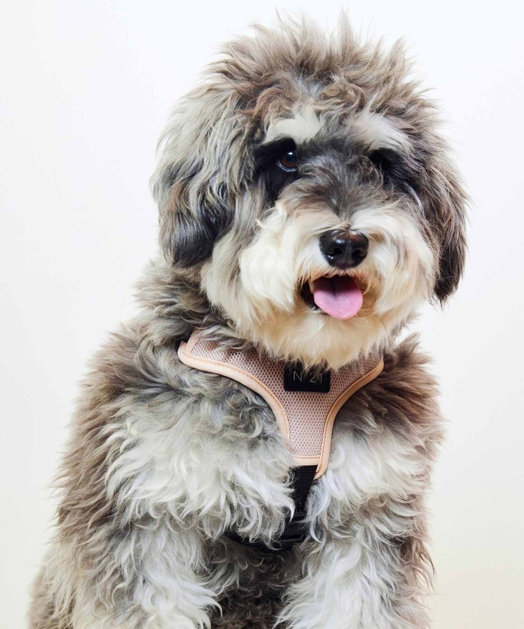 【N21】 HARNESS+LEASH - BEIGE