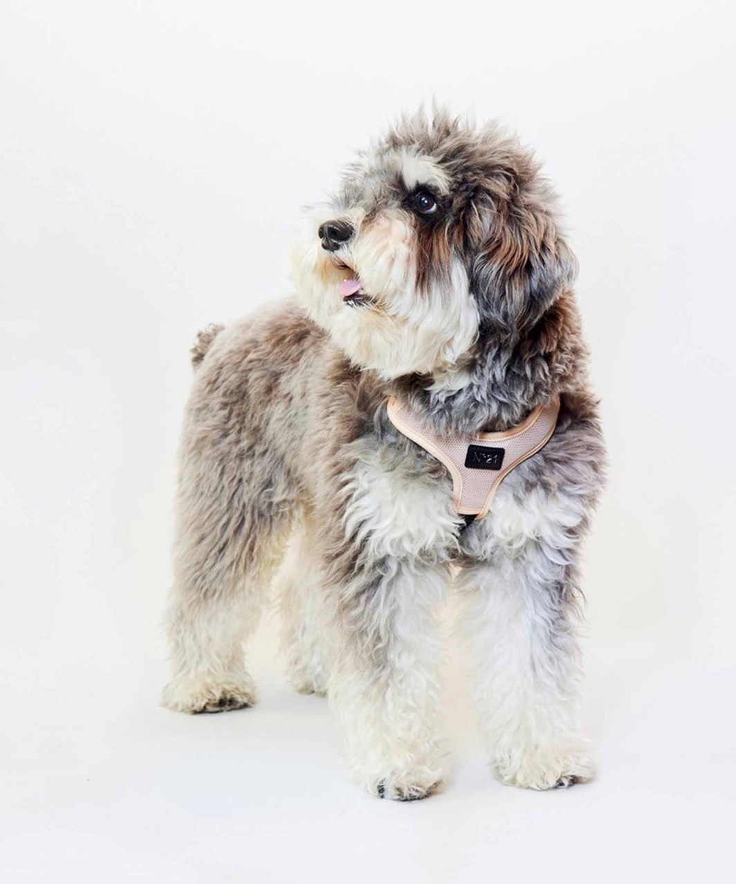 【N21】 HARNESS+LEASH - BEIGE