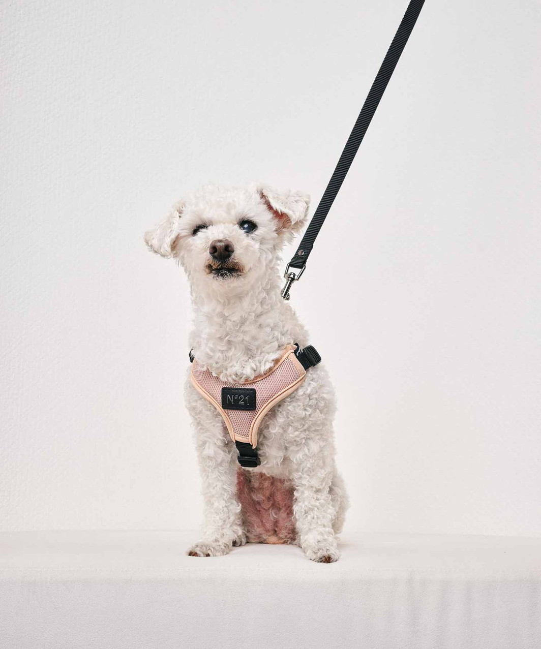 【N21】 HARNESS+LEASH - BEIGE