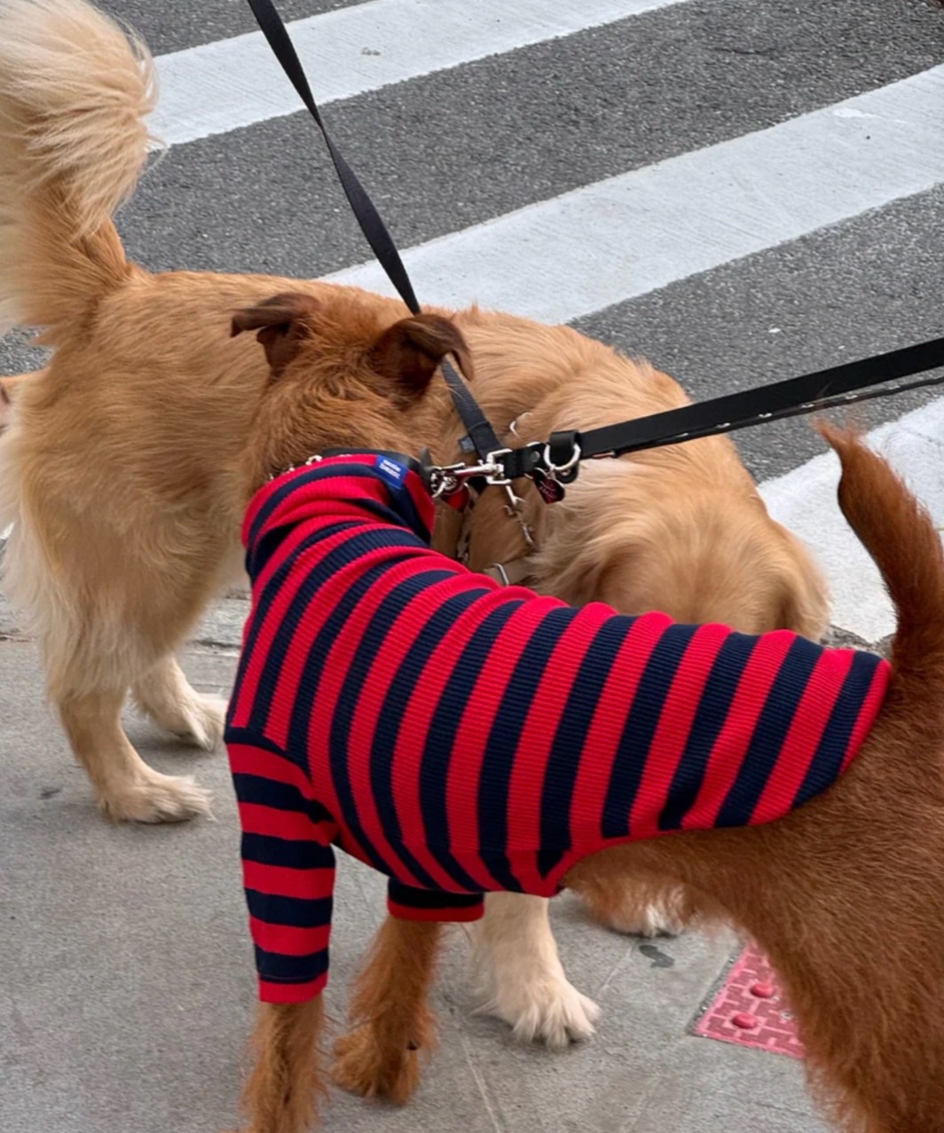 IVY LEAGUE SHIRT - RED/BLACK