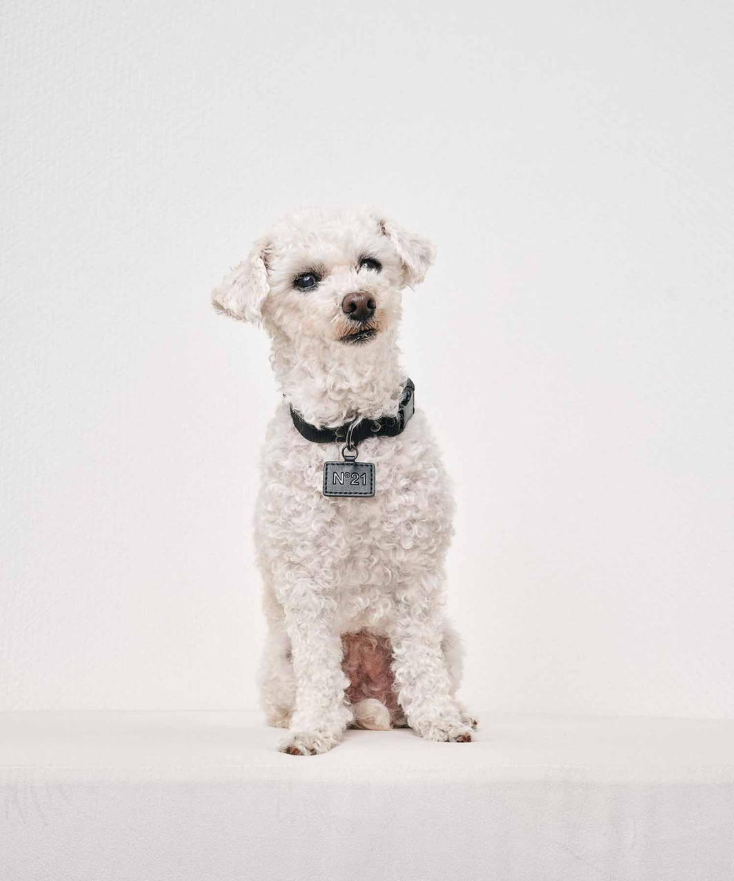 【N21】 COLLAR+LEASH - BLACK