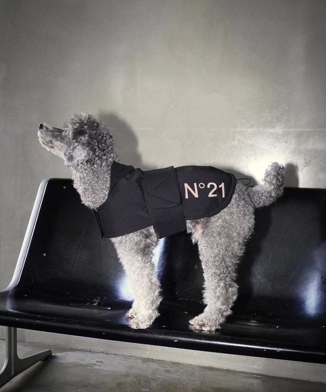 N21° ペギオン ドッグウェア N21° ペギオン ドッグウェア 【公式通販】